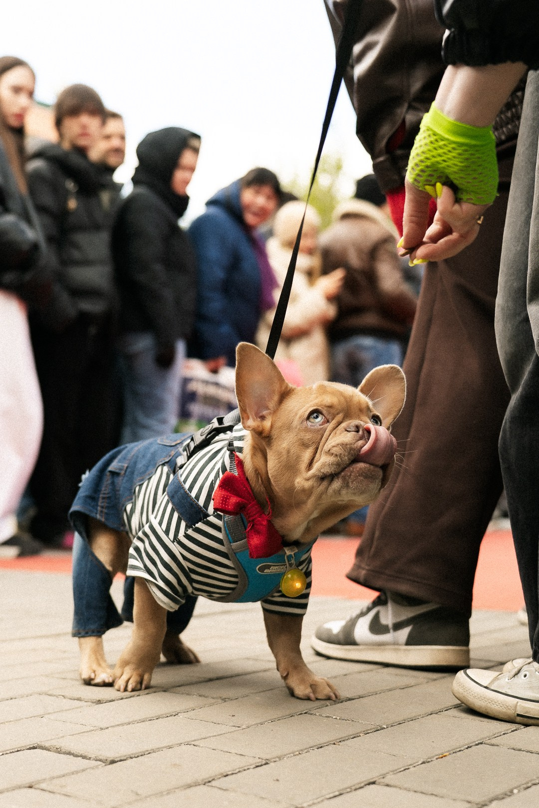 Парад Бульдогов. Axenov_eugene