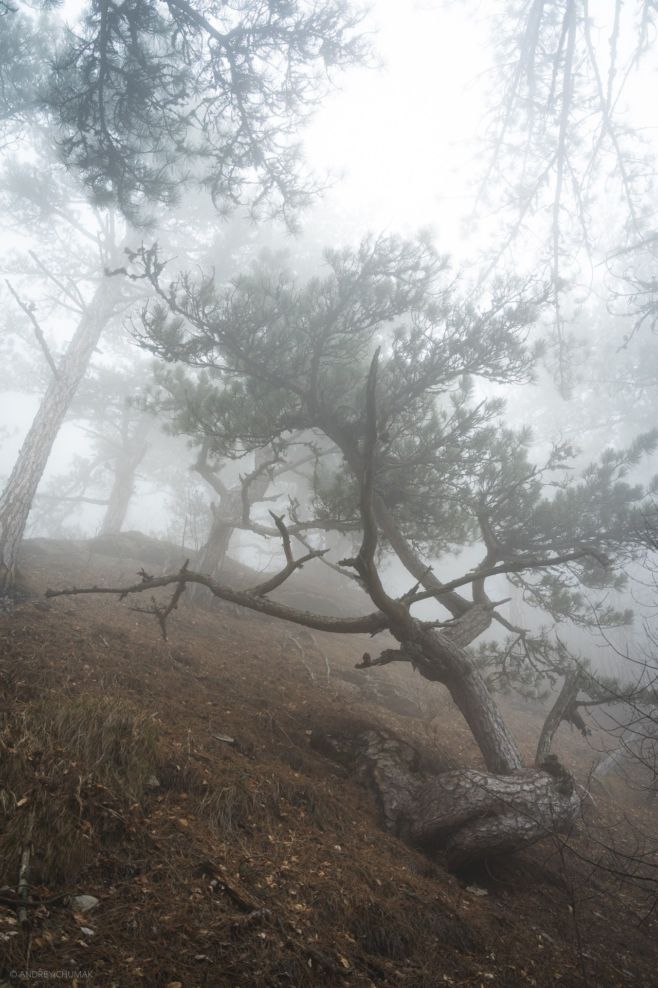 Отзывы. Универсальный фотограф по Крыму