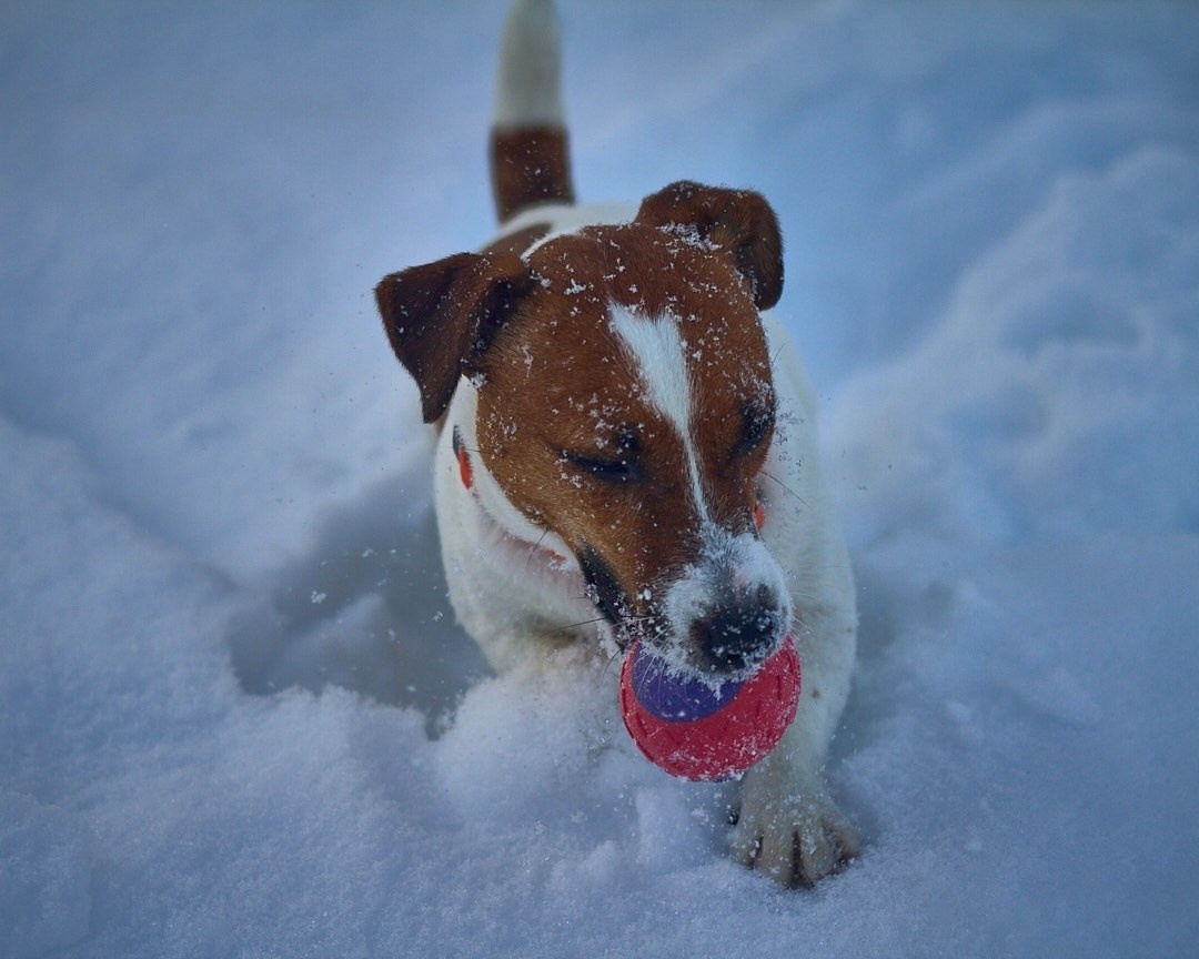Фотопрогулка с хвостиком. Buyvolenko Andrey