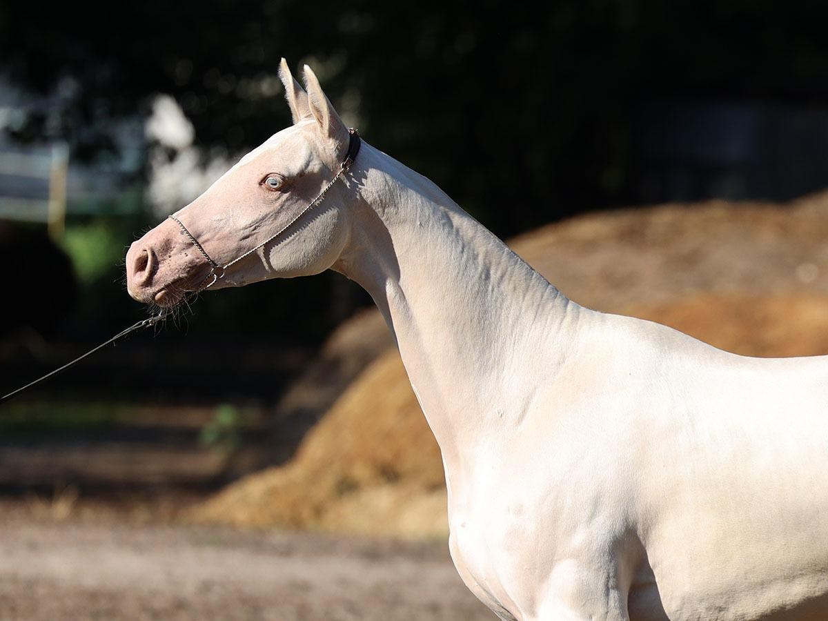Огулай. Продажа ахалтекинских и полукровных лошадей