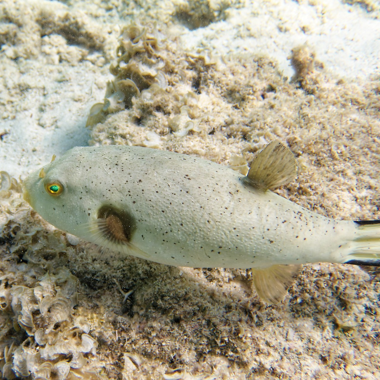 Мне посмотреть. Рыбов показываю