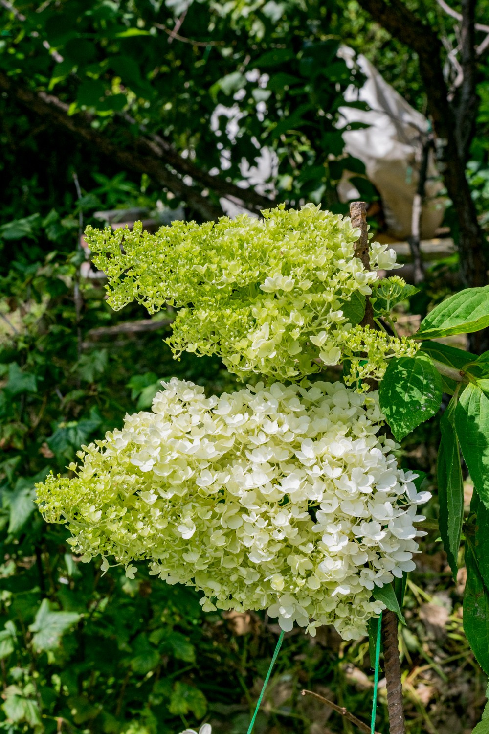 Антон Курдюмов фотограф в Хабаровске Рина Курдюмова фото27 foto27 Антон Дорофеев репортажный репортаж документалист Тони и Рина фотосоздатели Виноградники Хехцир 2024 Хабаровск виноград дикий фермер фермерство дачный сезон
