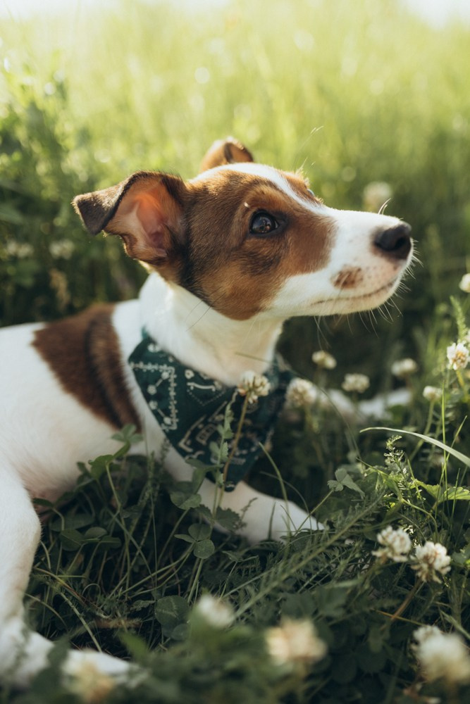 Ира и Бустик. Семейный и детский фотограф в Рязани Екатерина Воронцова