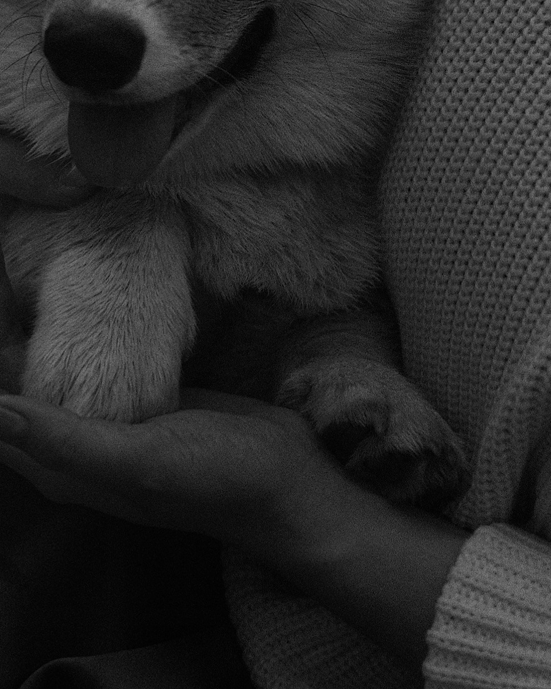 Катя и Берта. Фотограф анималист в Москве и Санкт-Петербурге Свиридова Анна