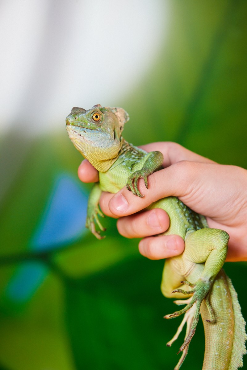 Съёмка животных — василиск на руке крупным планом.