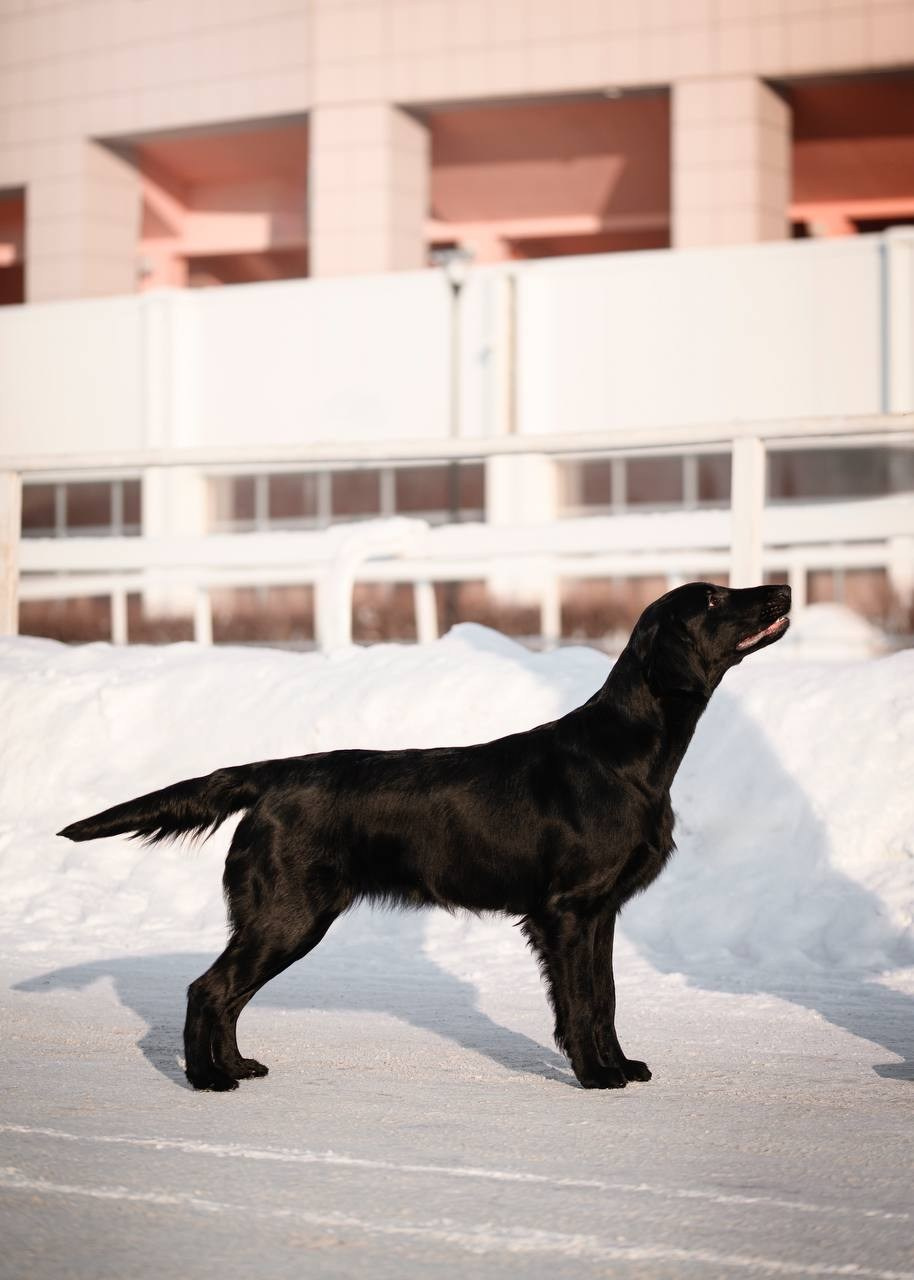 Собаки. FASHION ФОТОГРАФ КАЗАНЬ