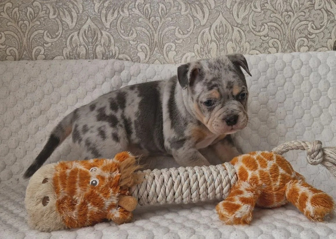 Щенки Американский булли. ПИТОМНИК СОБАК ПОРОДЫ АМЕРИКАНСКИЙ БУЛЛИ