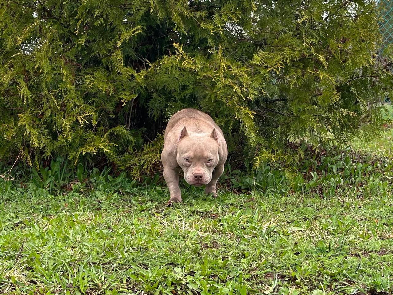 Minie Mouse. Питомник американских булли Bounty Pride Bully