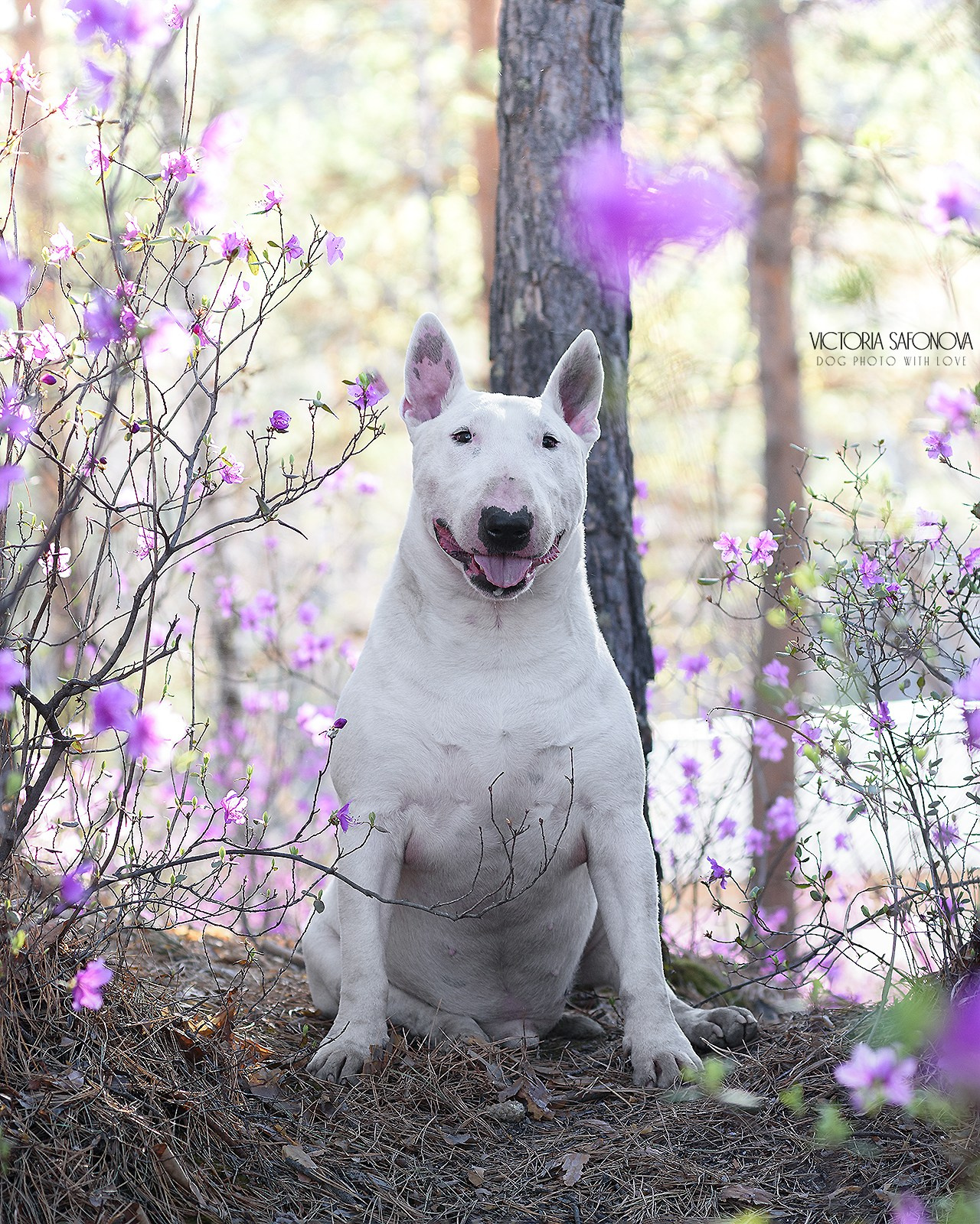 Фреди 07.05.2023. Фотограф анималист Благовещенск. Сафонова Виктория