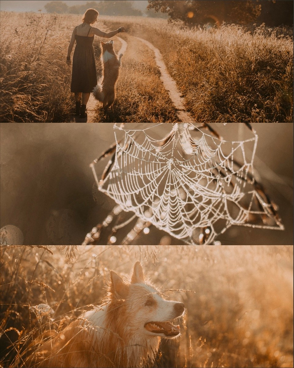Рина и Марси. Фотограф анималист в Москве и Санкт-Петербурге Свиридова Анна