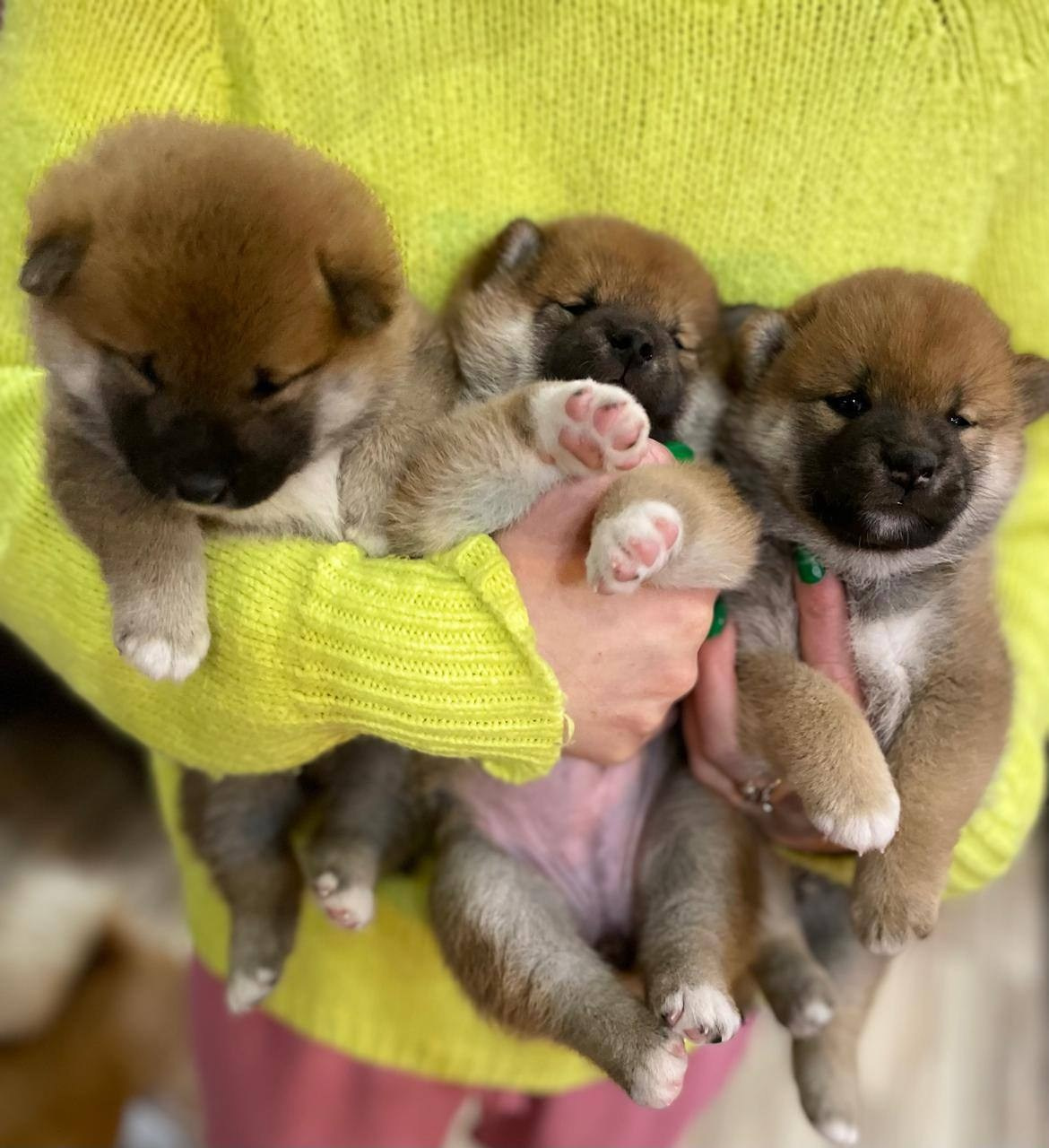 сиба питомник Рубилайт щенки на продажу rubylight  сиба щенки купить СПб Санкт-Петербург