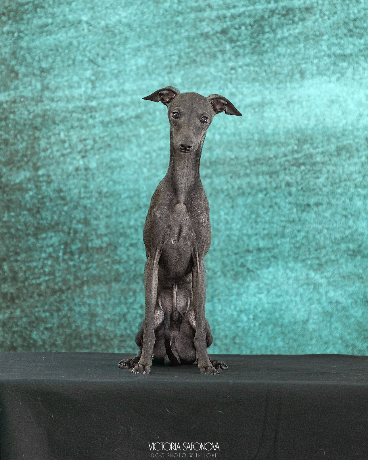 Левретка 21.07.2024. Фотограф анималист Благовещенск. Сафонова Виктория