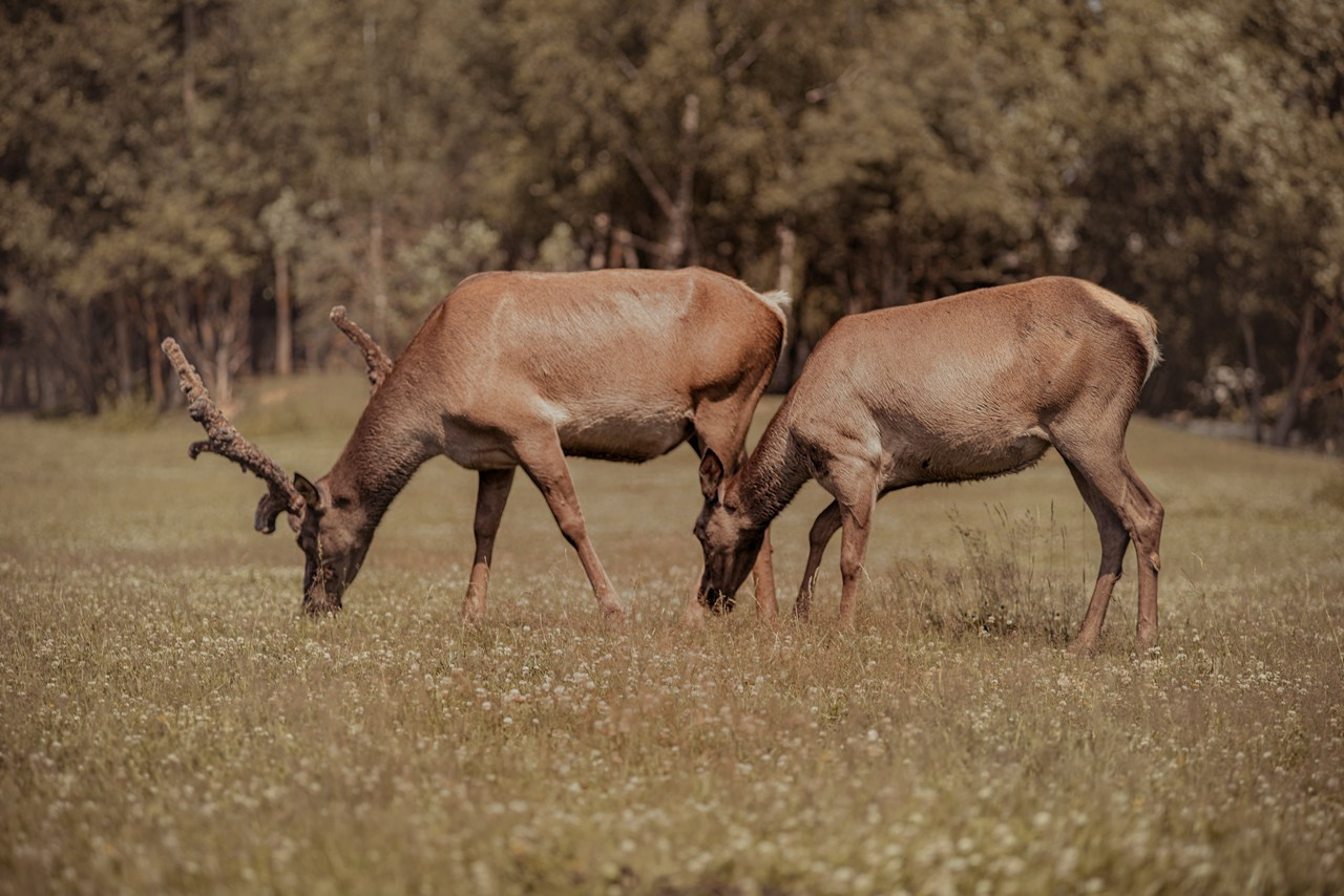 AvanPost. Фотограф Дмитрий Алехин. Репортажная съемка мероприятий в Москве