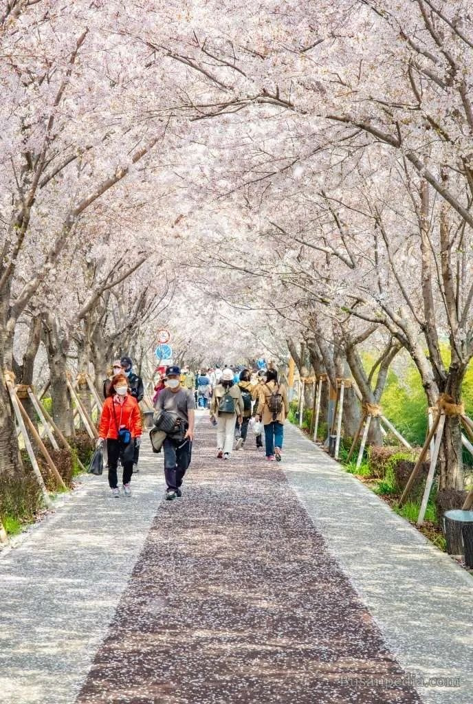 Busan cherry blossom guide best spring photo locations. 釜山の桜スポットガイド 韓国の桜名所
