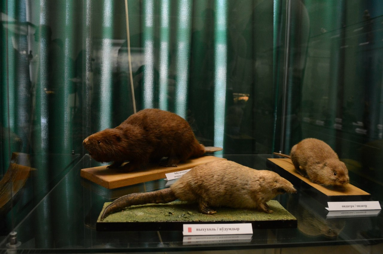 Йошкар-Ола и Чебоксары | 19-20.03.2016. Галерея Фантим