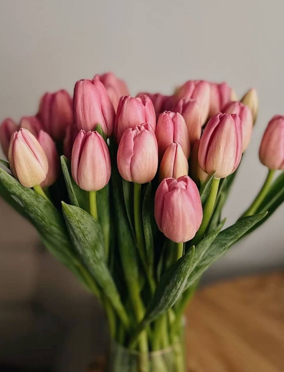 Тюльпаны. Фотограф НатаФото (Наталья Яковенко) Дмитров Москва Питер