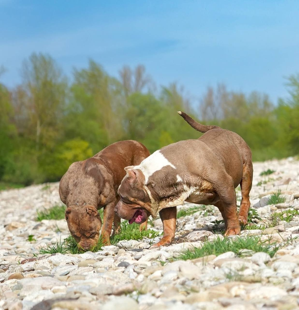 Mako’s GRANDBAR. Американские булли XL в г. Калининград. Питомник Great Bully UNIVERSE