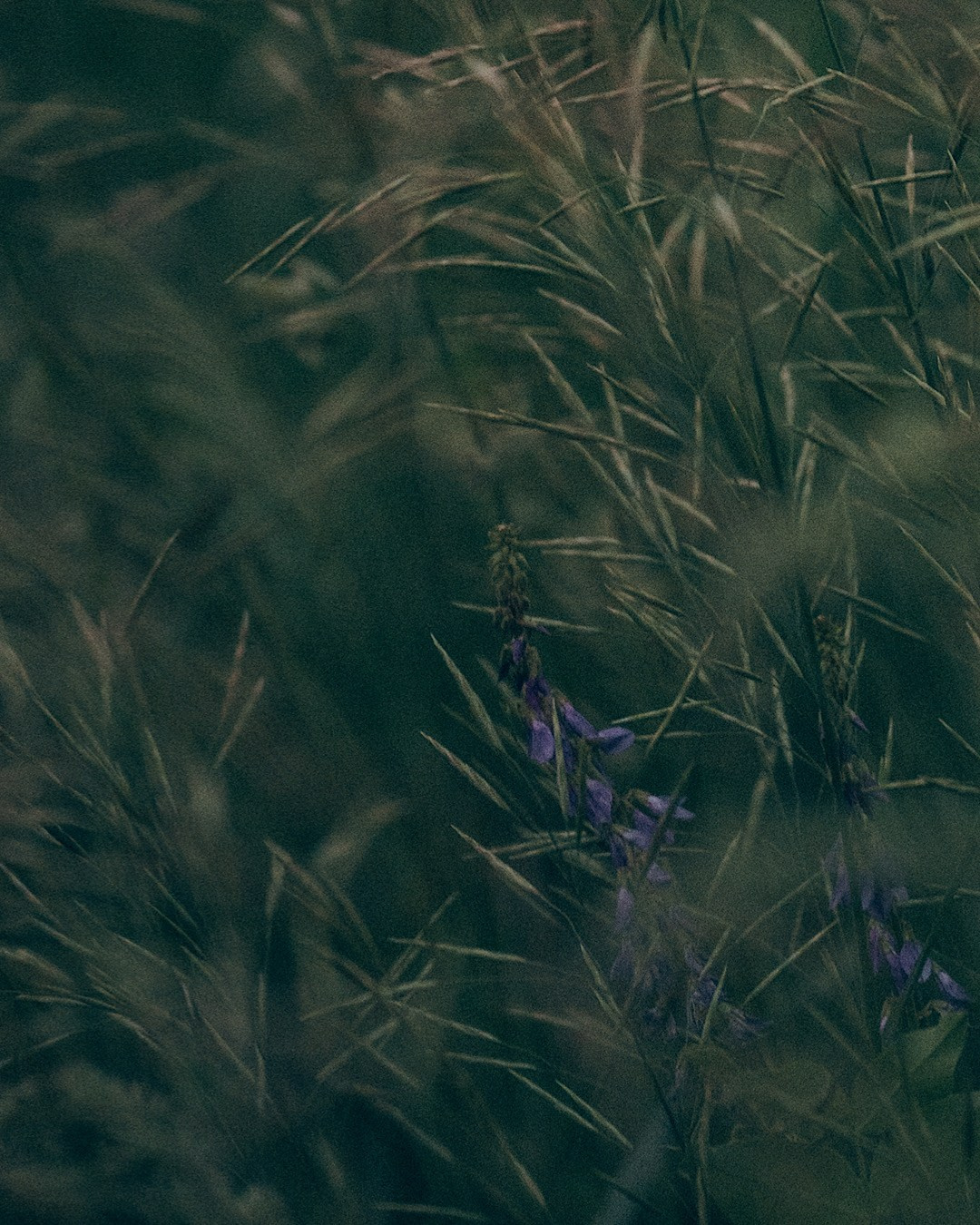 Кристина, Александр, Каролина, Владлен и Космос. Фотограф анималист в Москве и Санкт-Петербурге Свиридова Анна