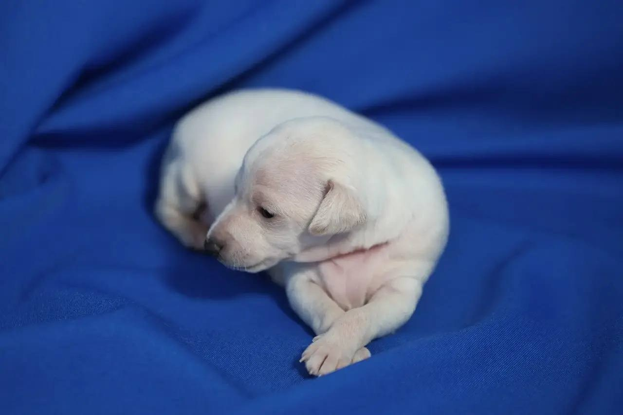 Белоснежные. Профессиональный питомник левреток РКФ/FCI ASTI SAPPHIRE 💎 Сочи|Санкт-Петербург