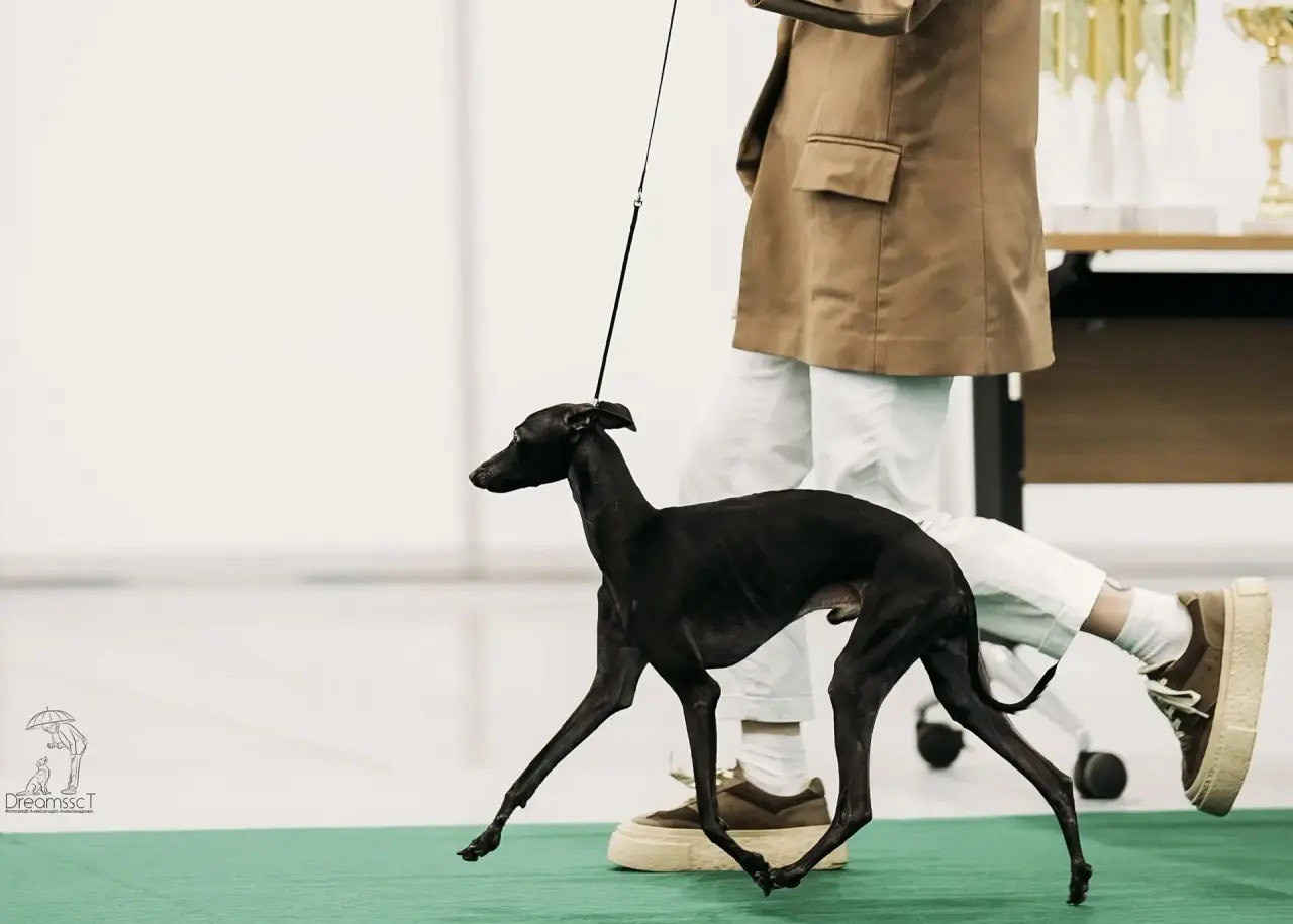 Белые девочки. Профессиональный питомник левреток РКФ/FCI ASTI SAPPHIRE 💎 Сочи|Санкт-Петербург