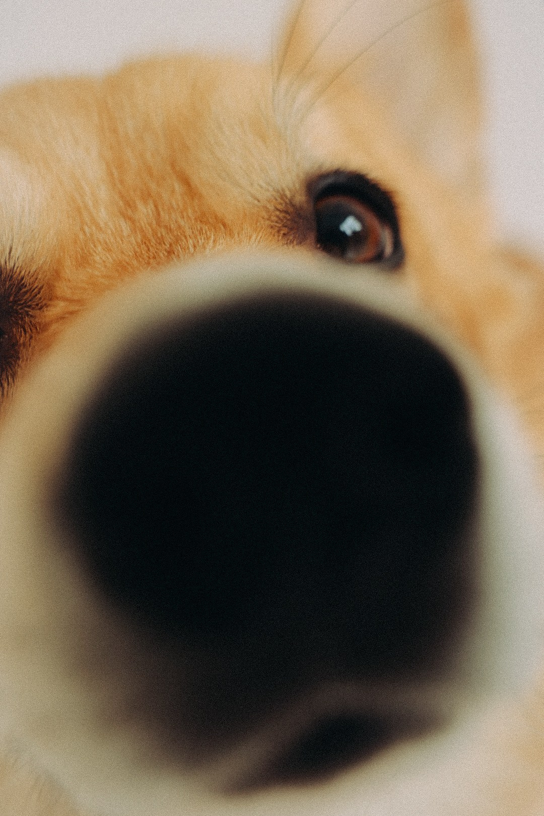 Family. Фотограф Нижний Новгород