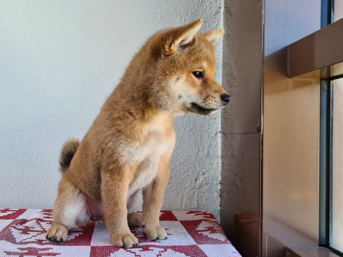 сиба питомник Рубилайт щенки на продажу rubylight  сиба щенки купить