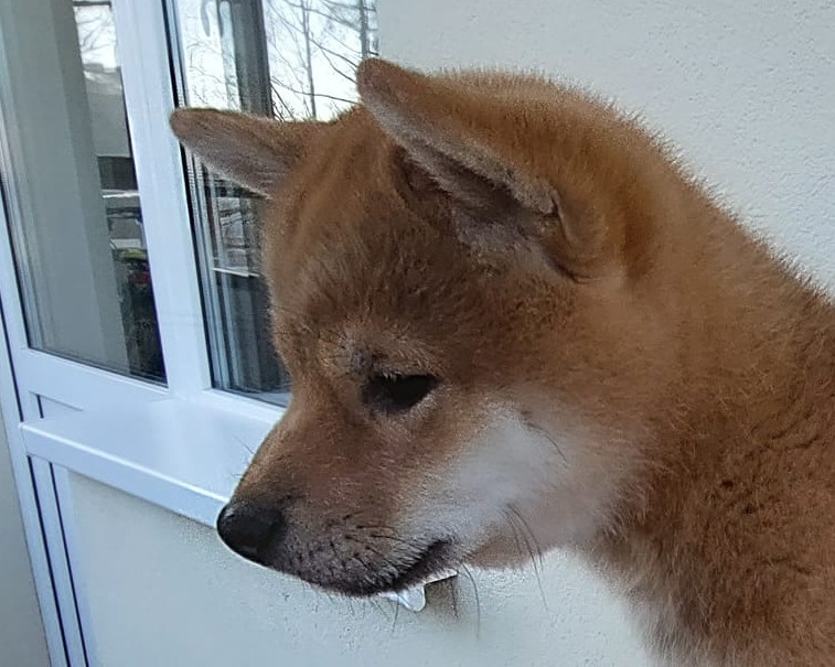 сиба питомник Рубилайт щенки на продажу rubylight  сиба щенки купить