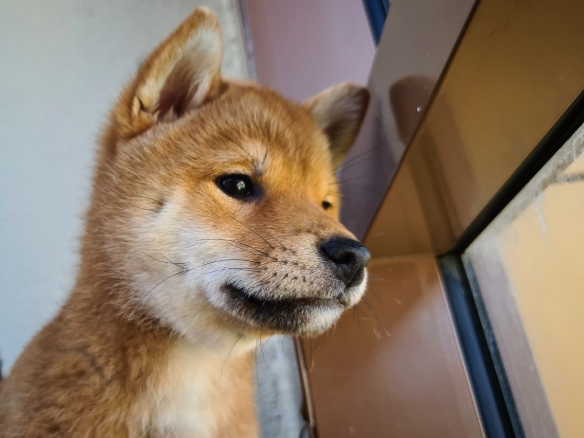 сиба питомник Рубилайт щенки на продажу rubylight  сиба щенки купить