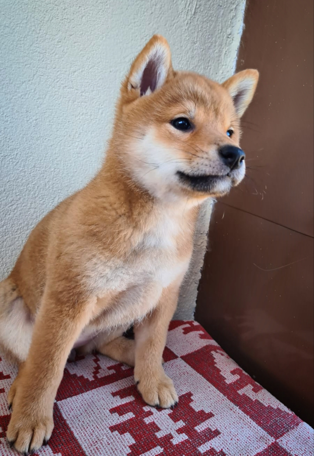 сиба питомник Рубилайт щенки на продажу rubylight  сиба щенки купить