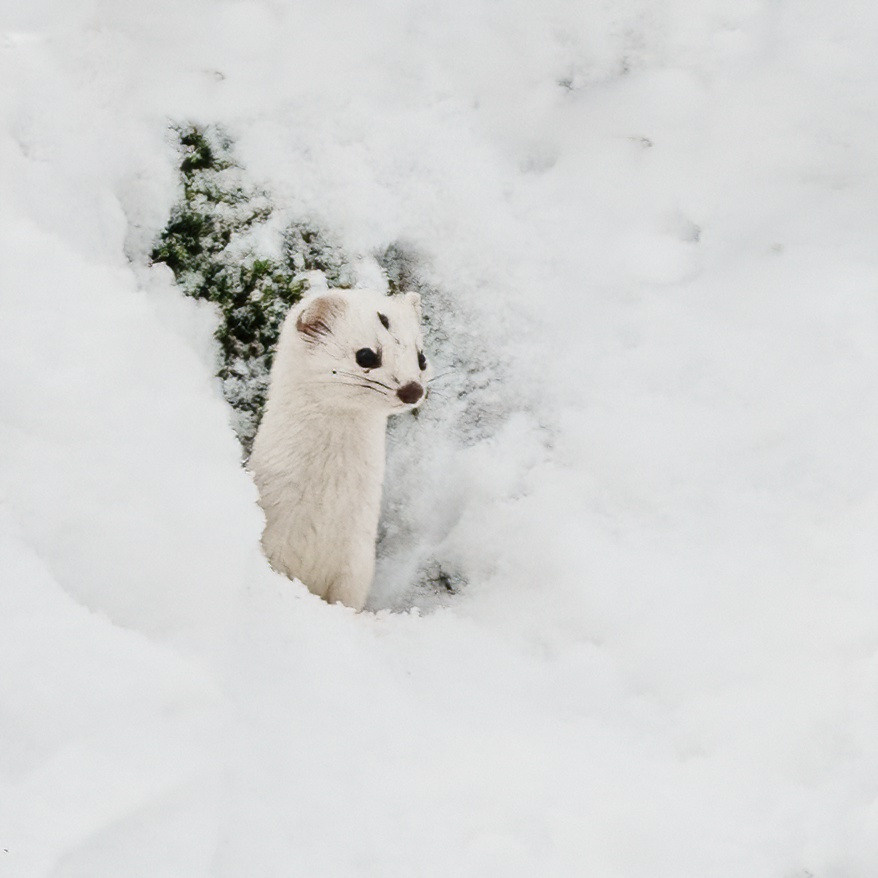 Animals, birds. Фотографии Дмитрия Чернова