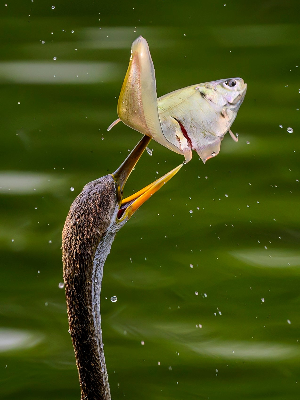 Раджастан, Индия. Wildlife photography by Sergey Puponin