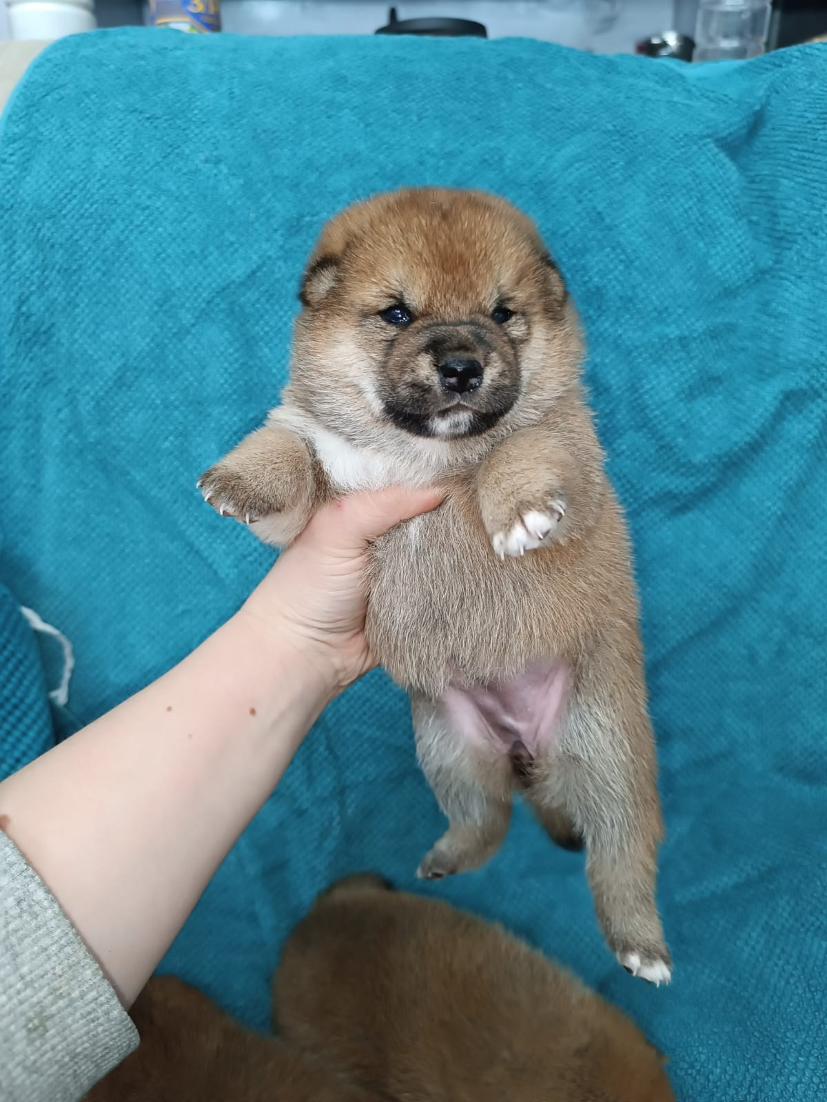 Rubylight Hattie. AMERICAN AKITA RUBYLIGHT KENNEL I SHIBA-INU