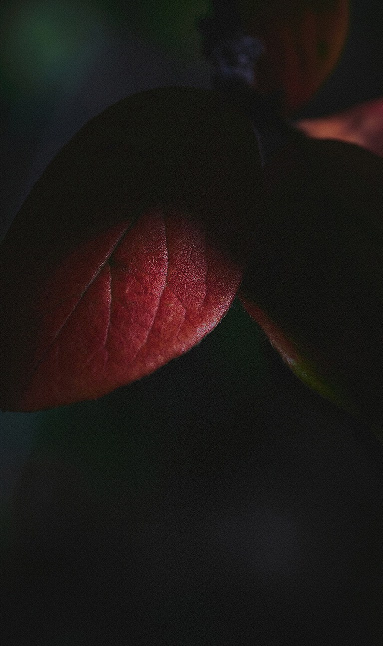 Международная онлайн-фотошкола Сергея Рожнова