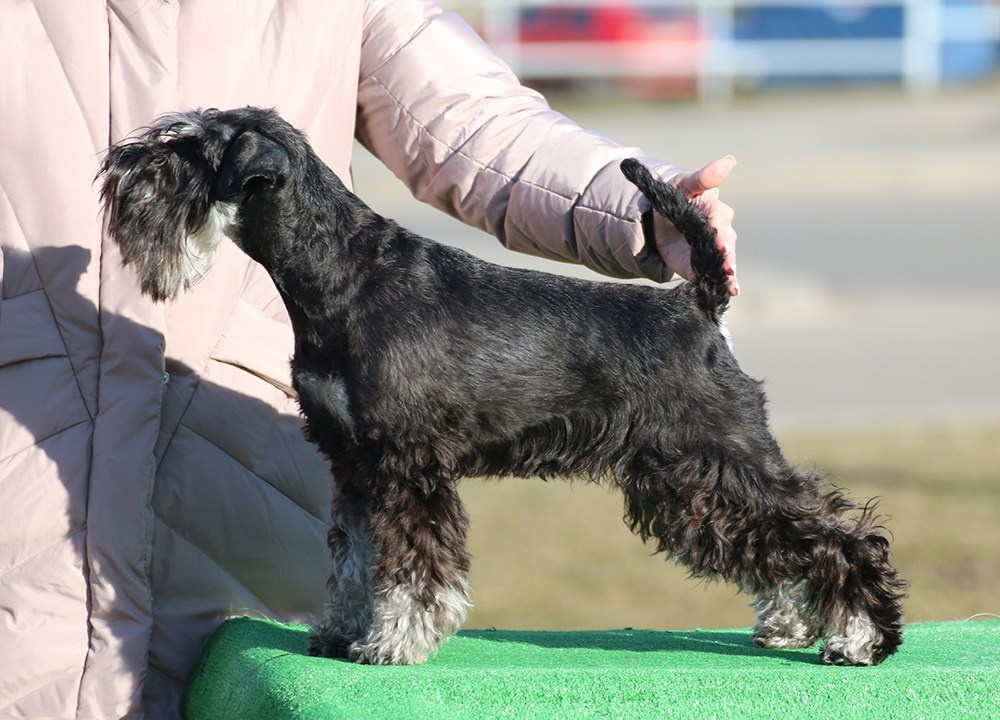 Питомник Делинсо Бэлэнс, щенки цвергшнауцера, купить щенка цвергшнауцера, питомник цвергшнауцеров, кобель цвергшнауцера для вязки, щенок цвергшнауцера, питомник цвергшнауцеров, черный с серебром, цверг, лучший питомник в беларуси