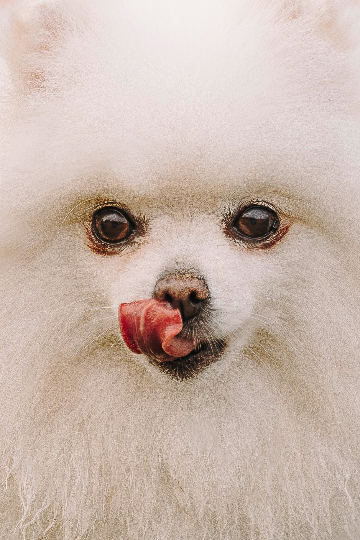 Фотосессия с померанским шпицем. Фотограф анималист в Спб недорого Олеся Майорова