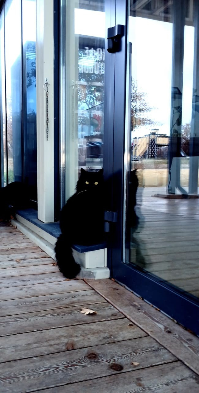 Севастопольские коты в объективе мобильного телефона. Фотограф Александр Лайкачев