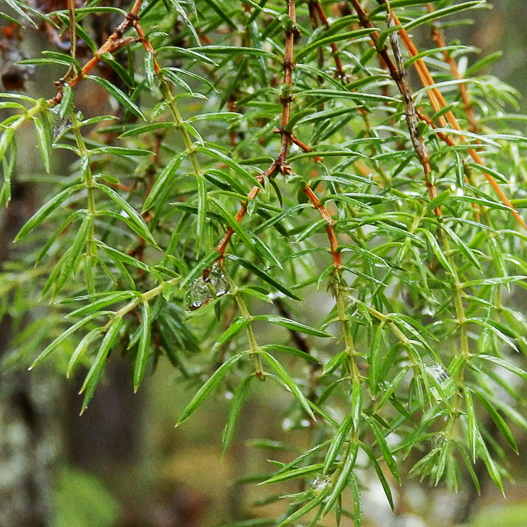 Деревья. Природа севера