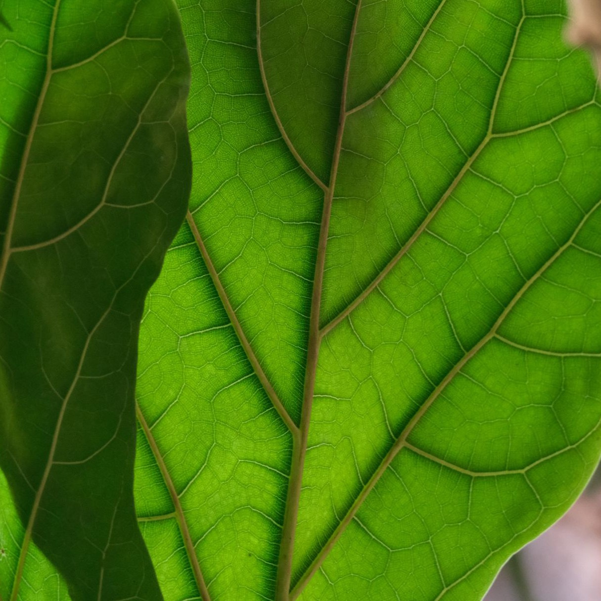 Портреты II. Фотографии города, архитектуры, цветов, макро, кошек. Москва