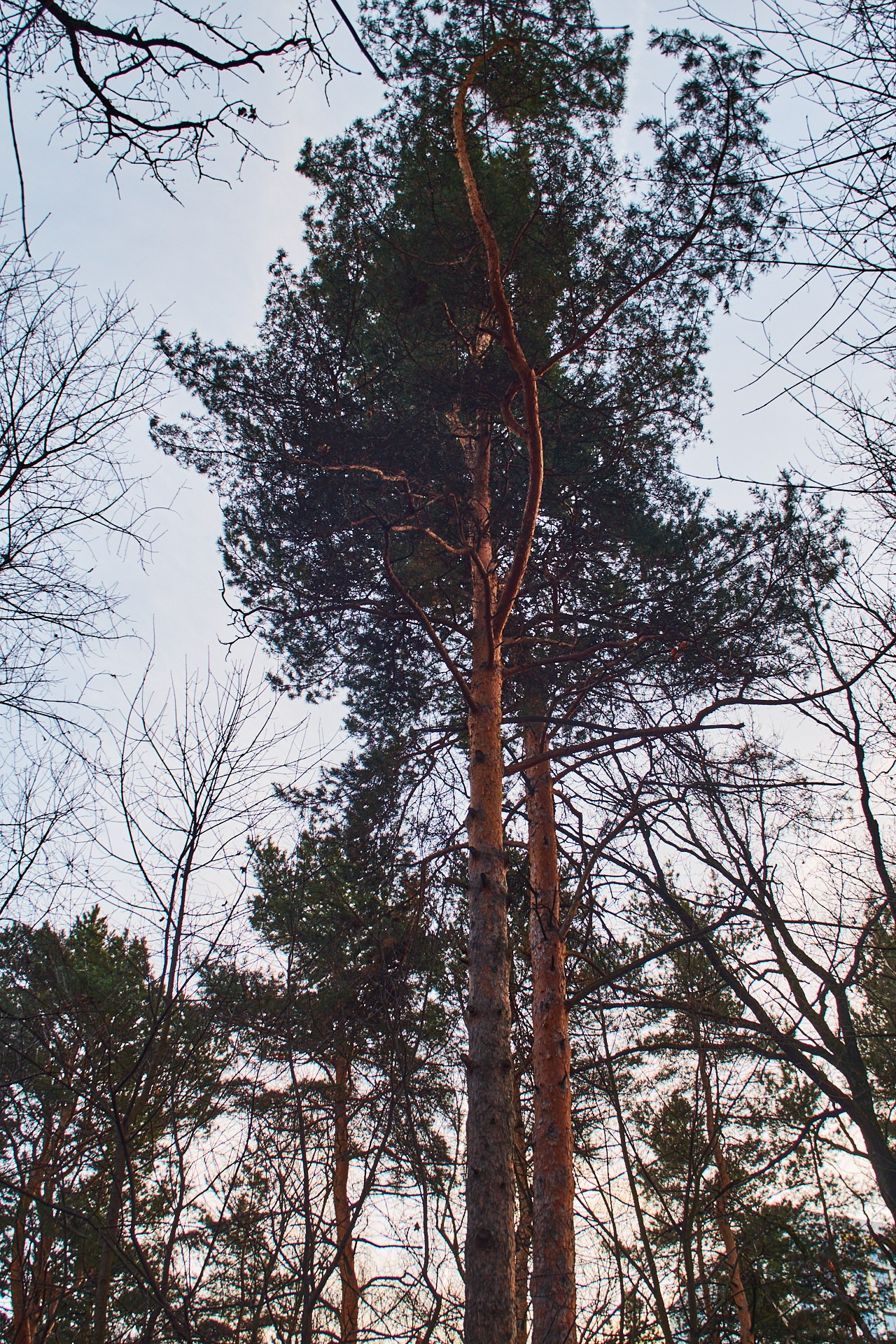 ЖИЗНЬ в 5 элементах стихий — ДЕРЕВО и ЗЕМЛЯ. Сайт фотографа Виталия Дени