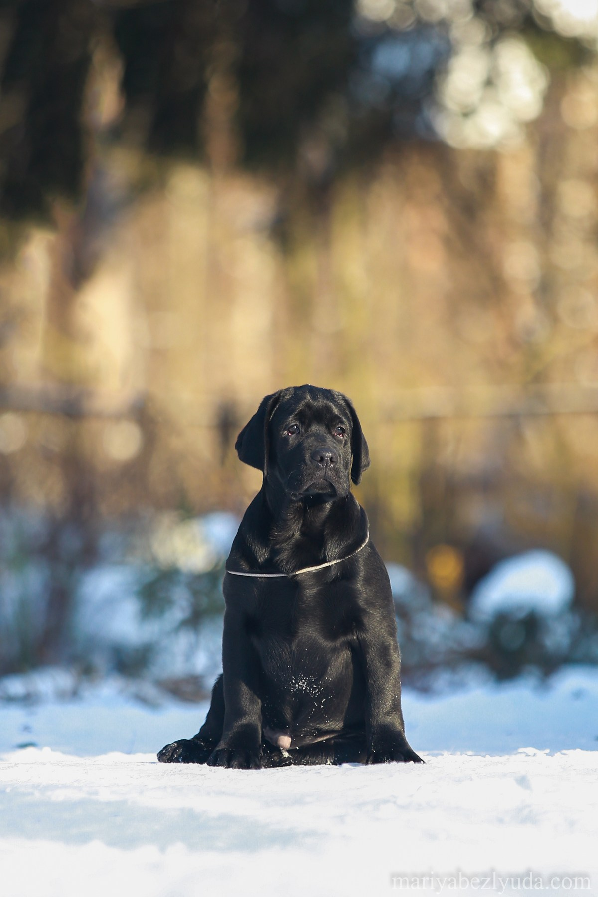 Щенки. Семейный и детский фотограф в Москве Мария Быкова