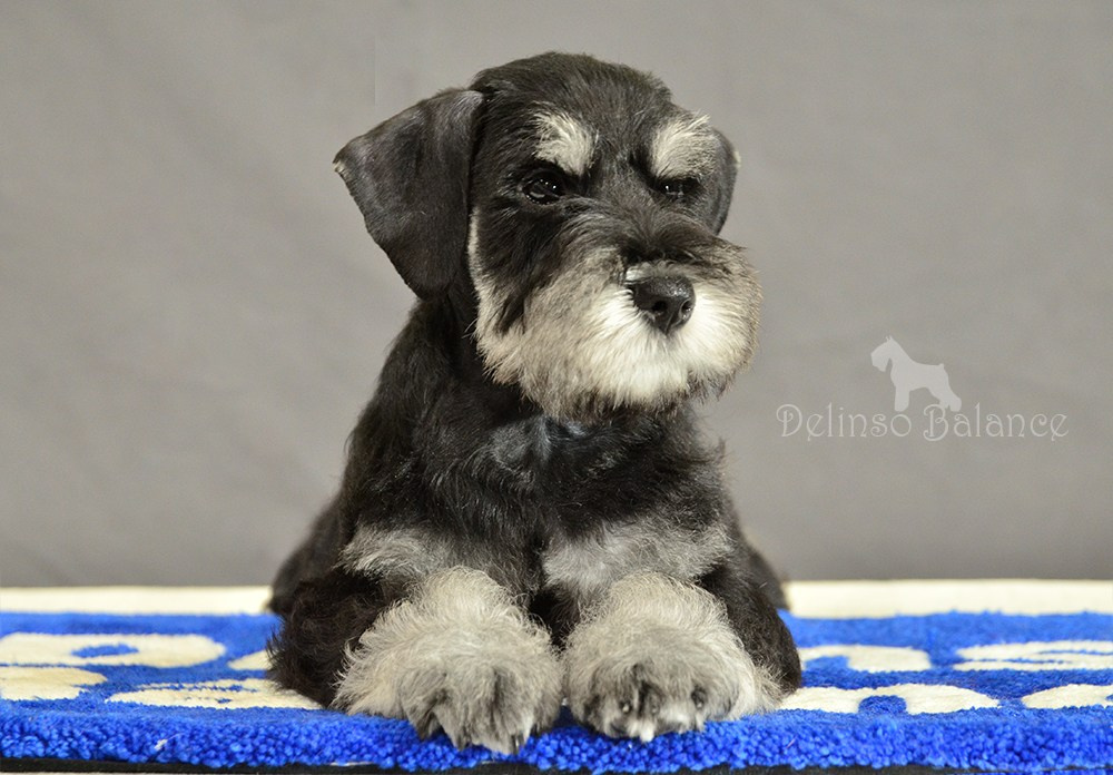 Делинсо Бэлэнс Яман Керан - 9 недель