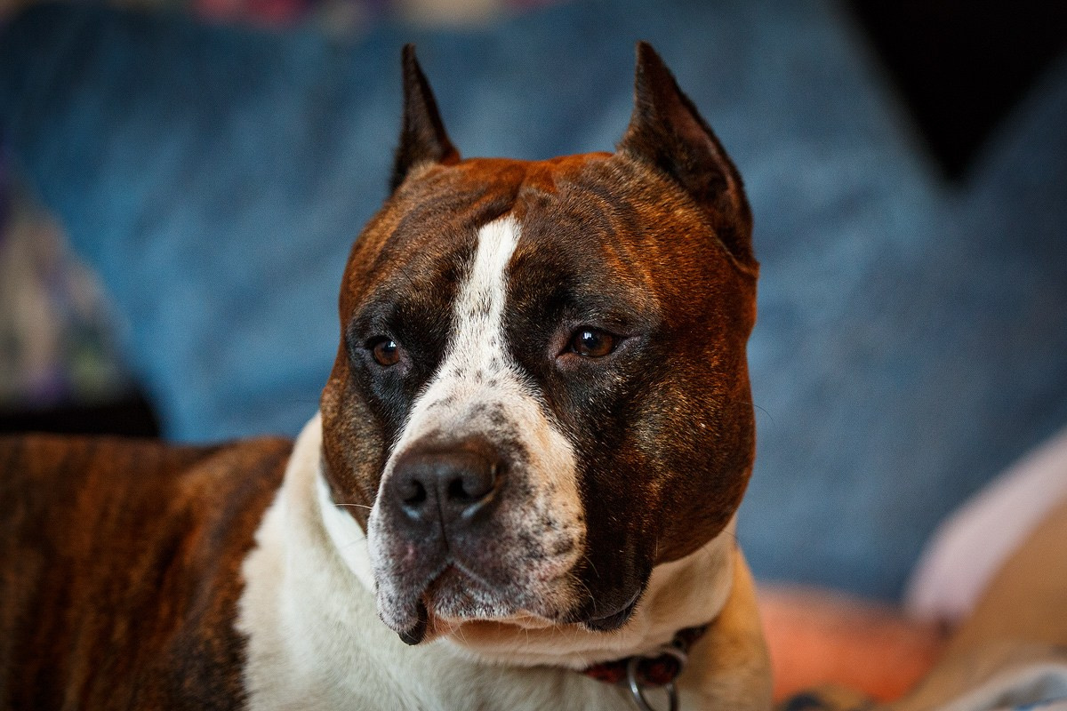 АСТ Федя, Пако и Ника. Фотограф-анималист Natalia Deingel | Фотосъемка собак в Москве