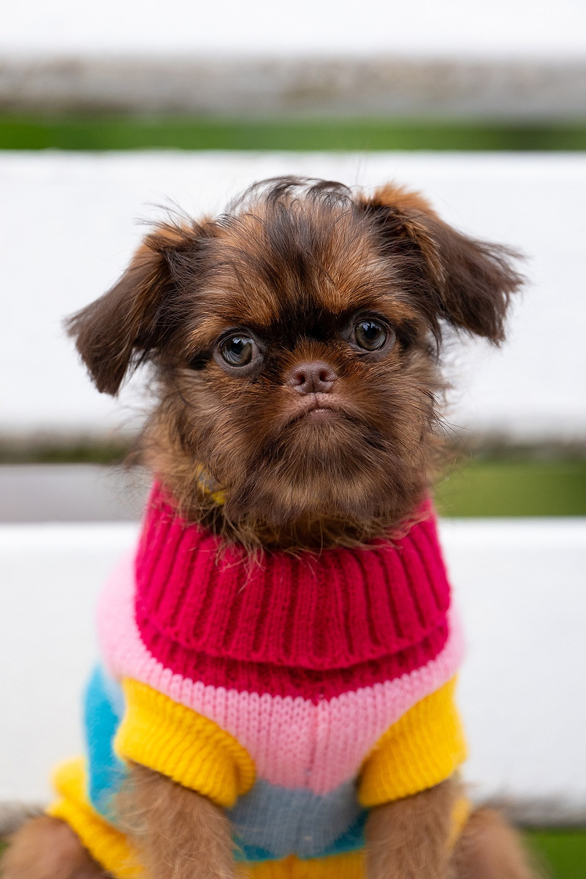 Фотосессия щенков на продажу. Фотограф собак в Москве и Московской области Иванушкина Мария