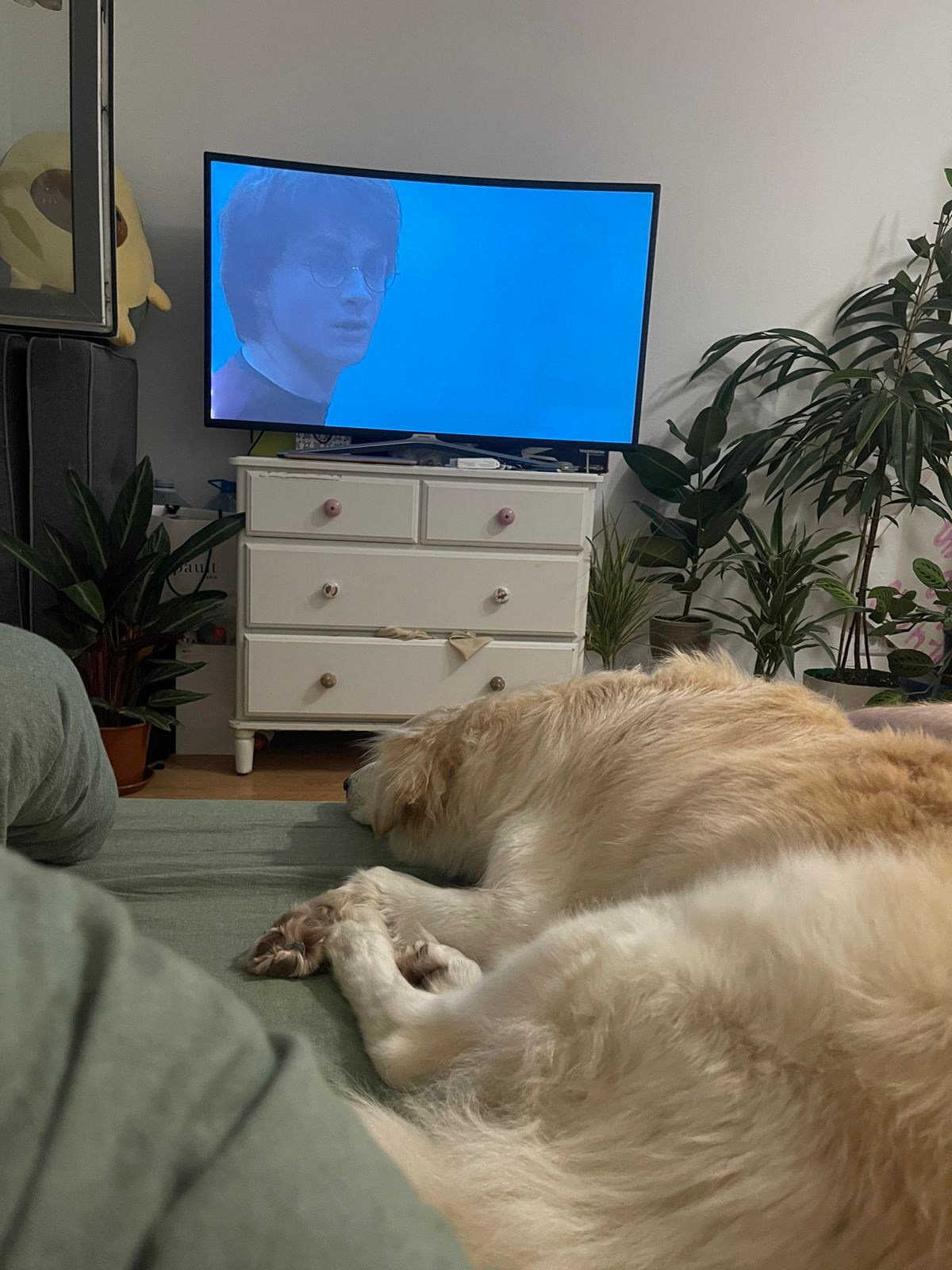 Уже дома. Забери домой друга