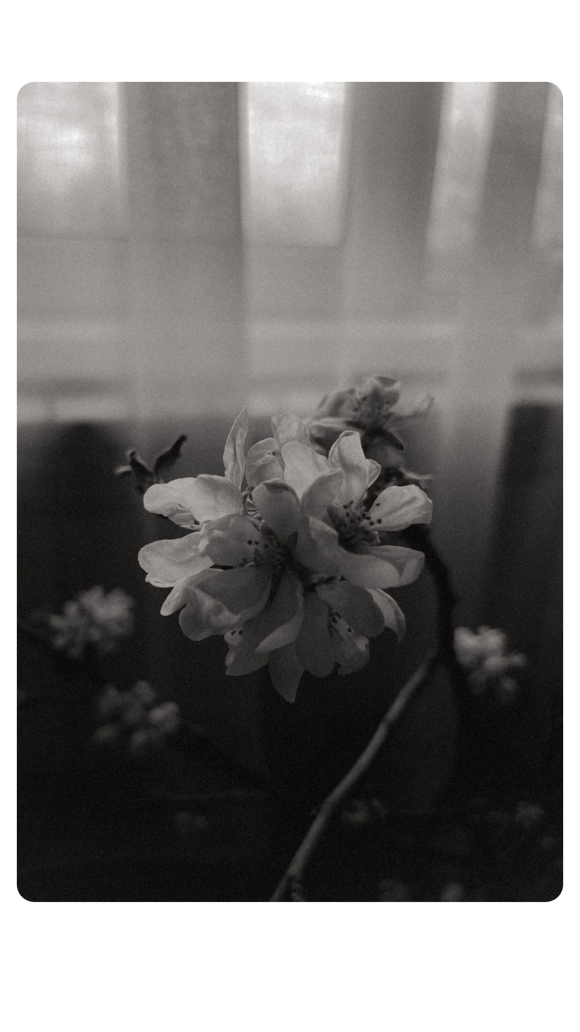 ПРЕДМЕТНАЯ. Nuga_visual