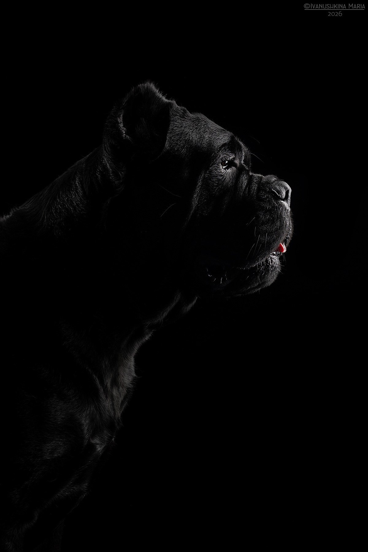 Фотосессия собаки в студии. Фотограф собак в Москве и Московской области Иванушкина Мария