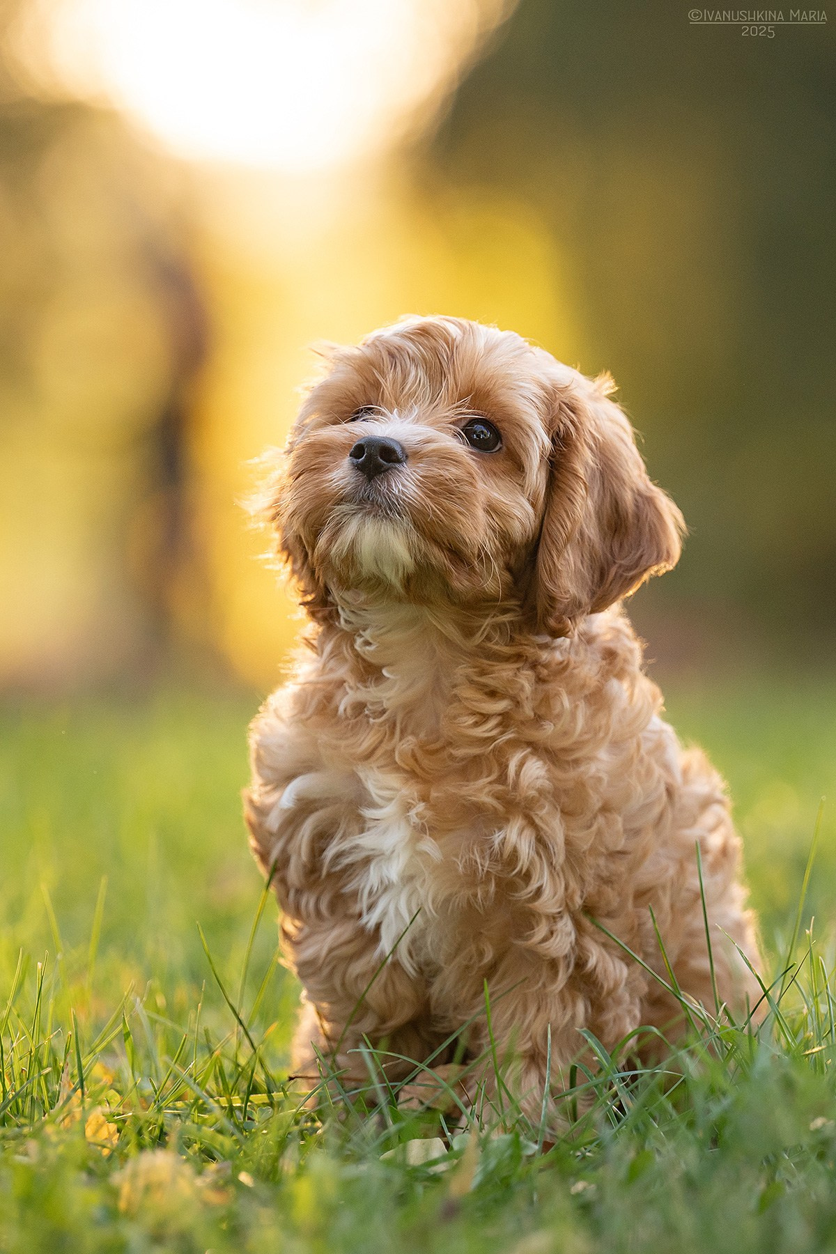 Фотосессия щенков на продажу. Фотограф собак в Москве и Московской области Иванушкина Мария