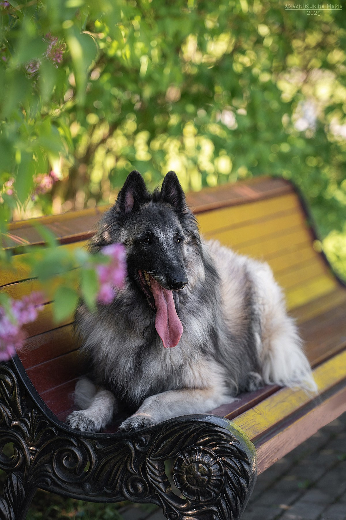 Фотограф-анималист. Фотограф собак в Москве и Московской области Иванушкина Мария