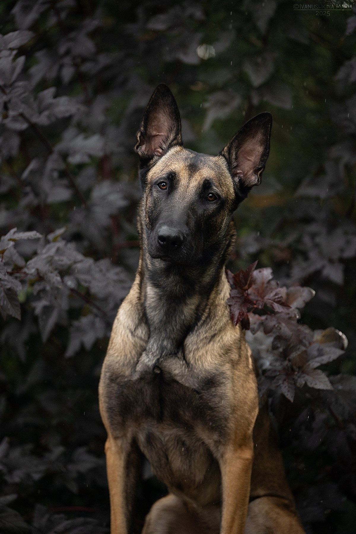 Экстерьерная фотосессия собаки. Фотограф собак в Москве и Московской области Иванушкина Мария