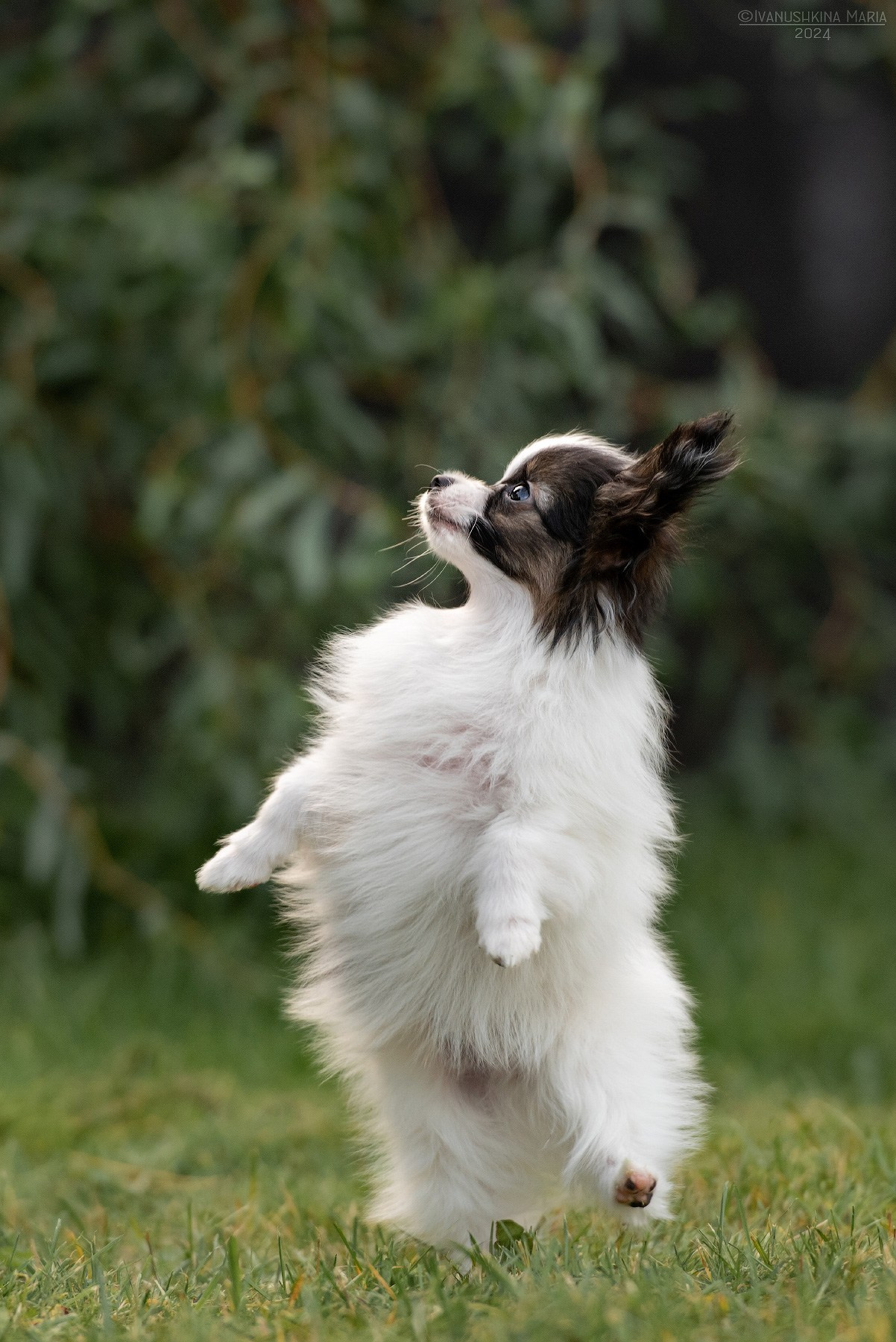 Фотосессия щенков на продажу. Фотограф собак в Москве и Московской области Иванушкина Мария